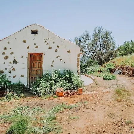 El Pino Centenario 4b